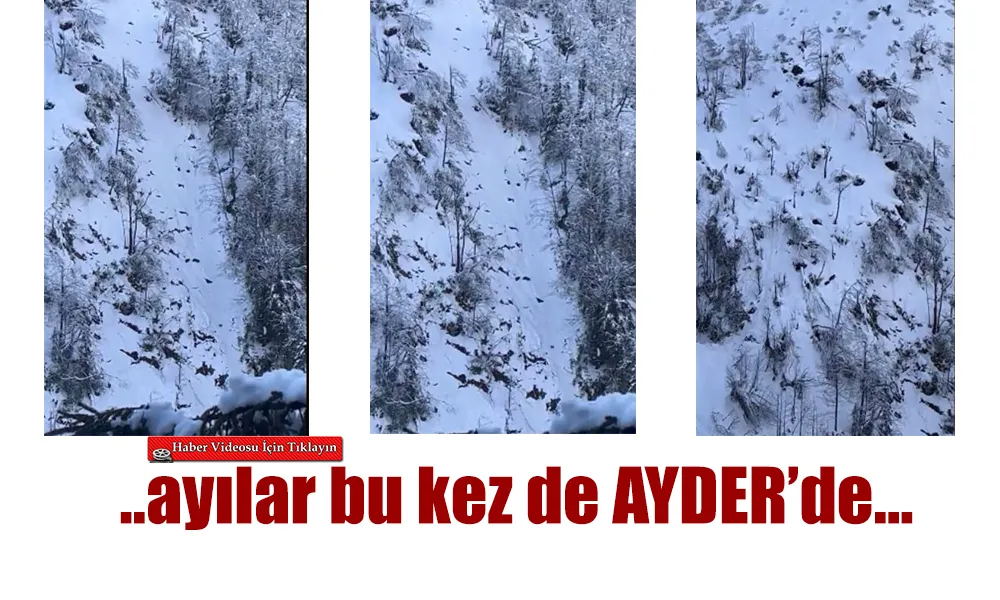 Ayı Bu Kez Ayder