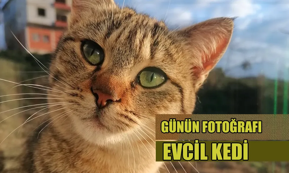 Günün Fotoğraf: Ev Kedisi Burcu Bebek