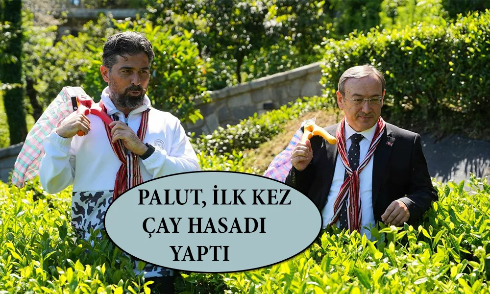 Birlikte Çay tarlasında hasad yaptılar