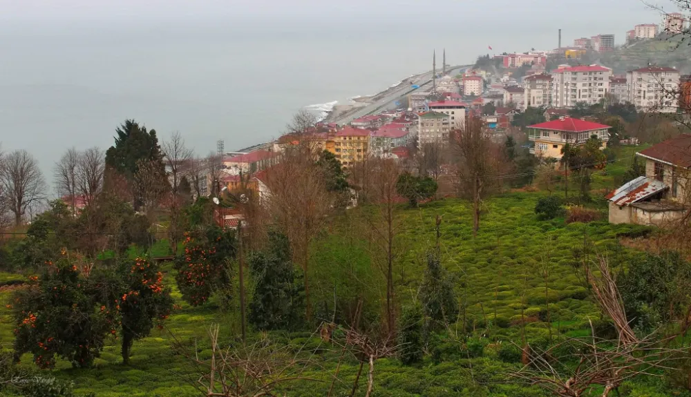 2024 yılı Yaş  çay kampanyası başladı 