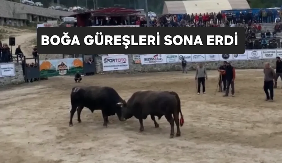 Boğa güreşleri sona erdi