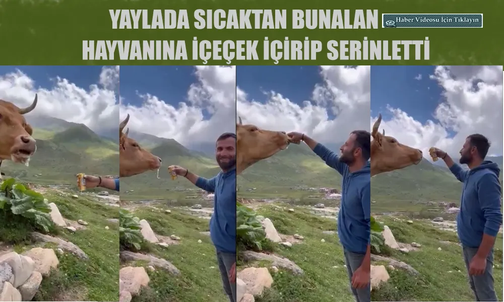 Sıcaktan bunalan hayvanına meşrubat ikram etti