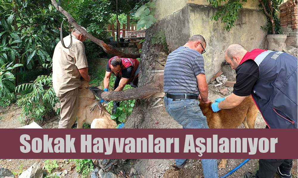 SOKAK HAYVANLARININ AŞILANMASINA DEVAM EDİLİYOR