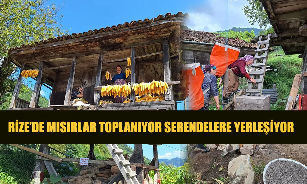 Karadeniz’de Mısır Hasadı Başladı