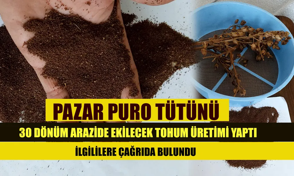 Pazar Puro Tütünü Yeniden Toprakla Buluşuyor