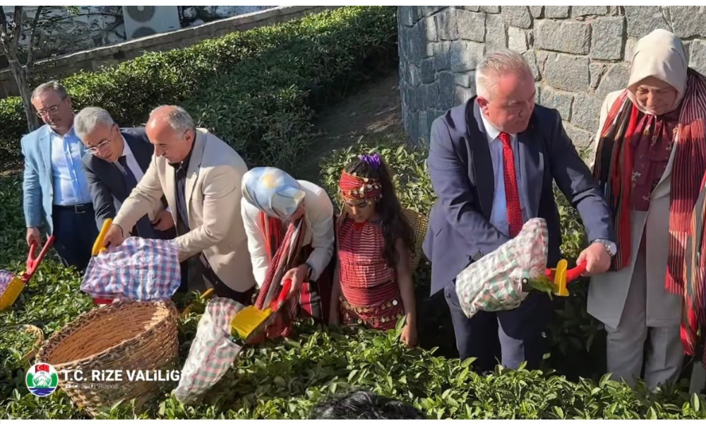 ÇAYKUR Ziraat Botanik Çay Bahçesi’nde Çay Hasadı