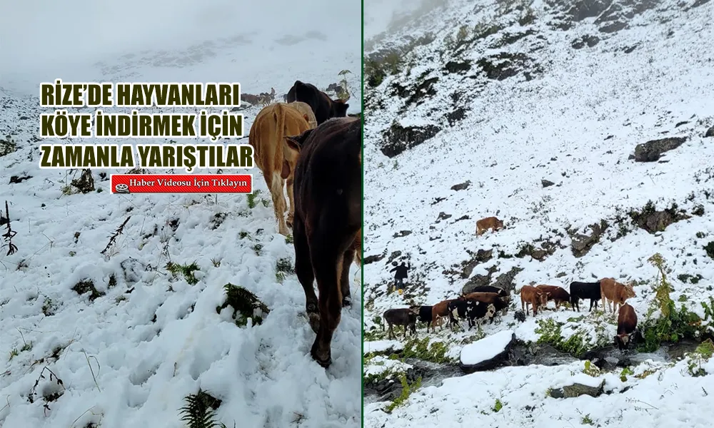 Çamlıhemşin’de hayvanlarını köye indirmek için zamanla yarıştılar