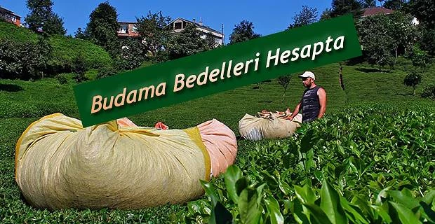 2019 Yılı budama bedelleri ödendi.