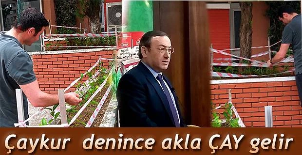 ÇAYKUR’UN ETRAFINI SÜSLEYEN YENİ ÇAY FİDANLARI BİR HAYLİ BEĞENİLDİ