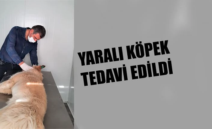 YARALI SOKAK KÖPEĞİ TEDAVİ EDİLDİ