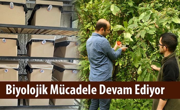 Kestane Gal Arısı İle Biyolojik Mücadele Devam Ediyor