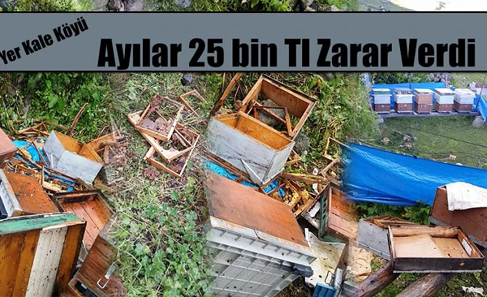 Ayı kovanları parçaladı