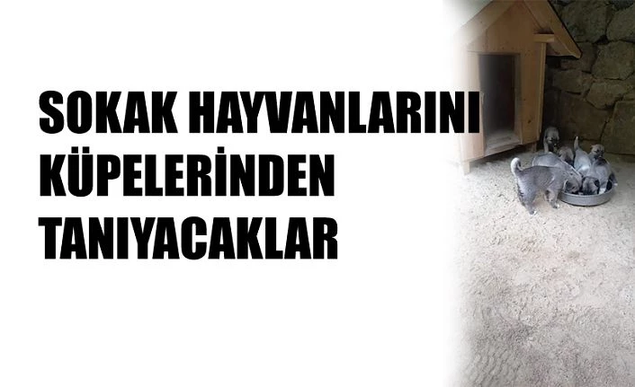 SOKAK HAYVANLARINI SARI KÜPELERİNDEN TANIYACAKLAR