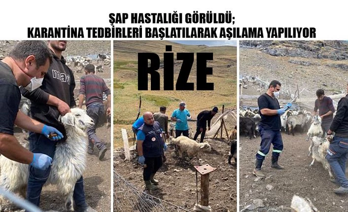 Şap hastalığı görüldü, Rize Tarım Müdürlüğü karantina tedbiri aldı