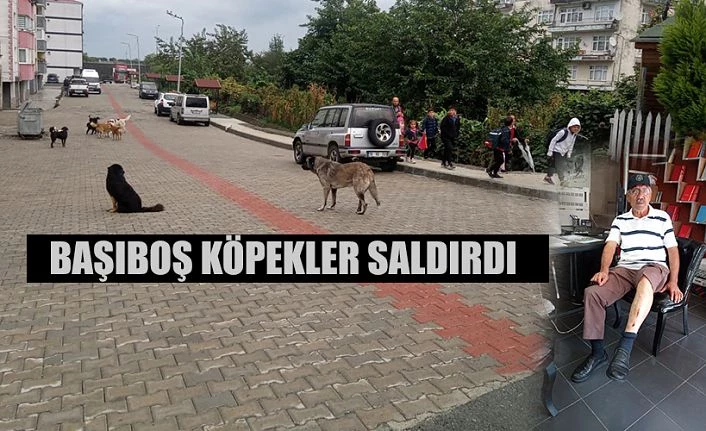 SOKAK KÖPEKLERİNİN SALDIRISINA UĞRAYAN ŞAHIS YARALANDI