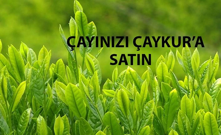 Yaş çayınızı Çaykur