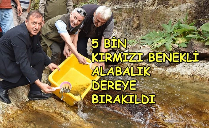 5 BİN KIRMIZI BENEKLİ ALABALIK KARADEREYE BIRAKILDI