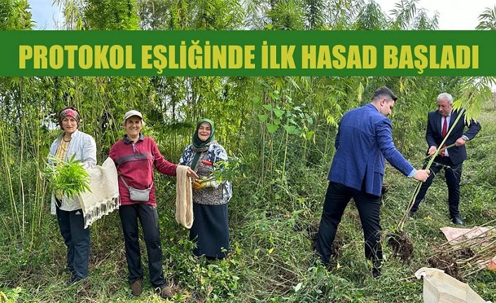 Rize’de ‘Endüstriyel Kenevir’ hasadı başladı